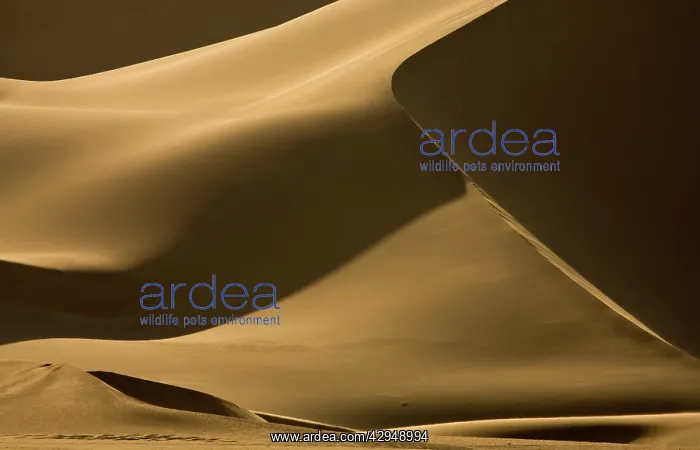 : Abstract patterns of dunes in contrasty late afternoon light : Abstract patterns of dunes in contrasty late afternoon light