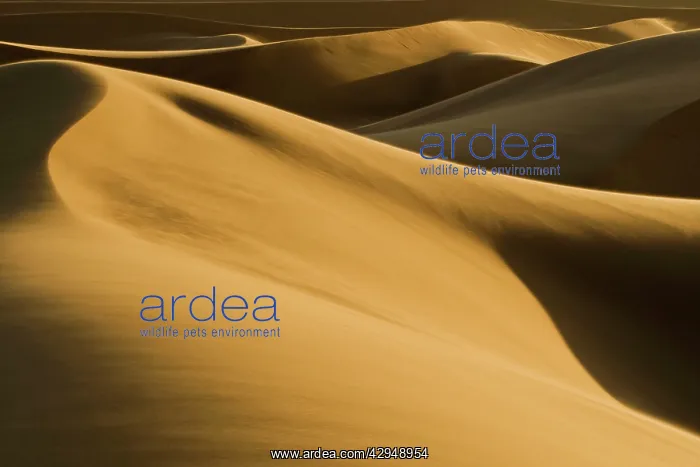 : Abstract patterns of dunes in late afternoon light : Abstract patterns of dunes in late afternoon light