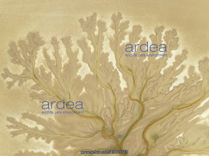 : Abstract patterns at low tide in the marshland of the Nature Reserve La Breña y Marismas del Barbate : Abstract patterns at low tide in the marshland of the Nature Reserve La Breña y Marismas del Barbate