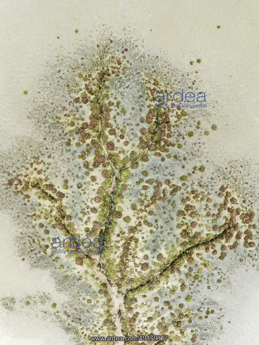 : Abstract patterns at low tide in the marshland of the Nature Reserve La Breña y Marismas del Barbate : Abstract patterns at low tide in the marshland of the Nature Reserve La Breña y Marismas del Barbate
