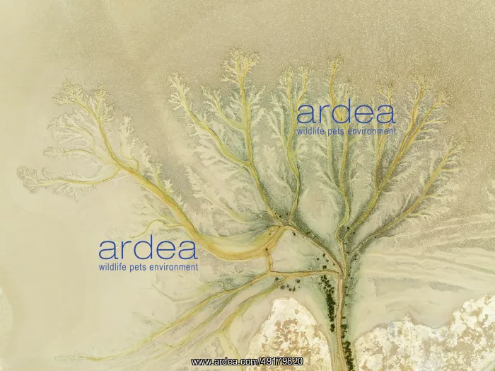: Abstract patterns at low tide in the marshland of the Nature Reserve La Breña y Marismas del Barbate : Abstract patterns at low tide in the marshland of the Nature Reserve La Breña y Marismas del Barbate