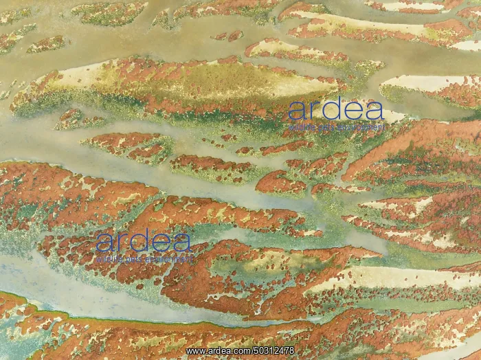 : Abstract patterns at low tide in the marshland of the Walvis Bay lagoon : Abstract patterns at low tide in the marshland of the Walvis Bay lagoon