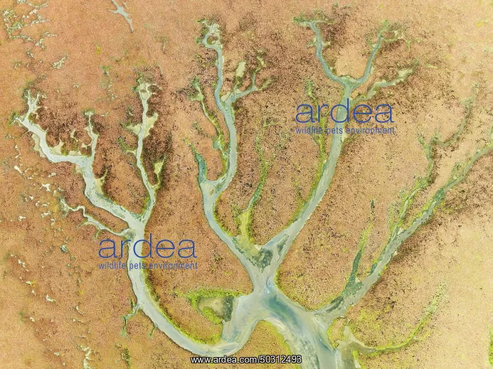  : Abstract patterns at low tide in the marshland of the Walvis Bay lagoon