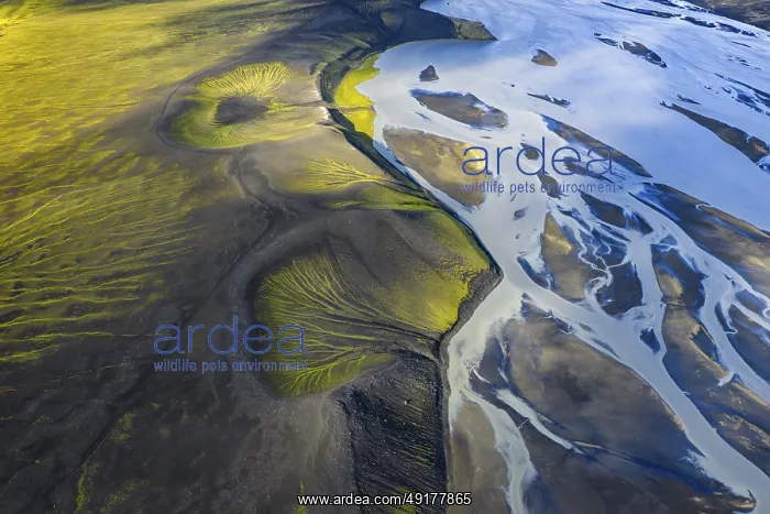 : Abstract patterns of moss in black sand : Abstract patterns of moss in black sand