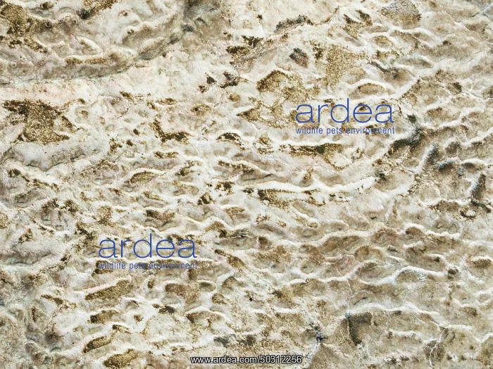 : Abstract patterns of saline deposits at the salt works of Walvis Bay : Abstract patterns of saline deposits at the salt works of Walvis Bay