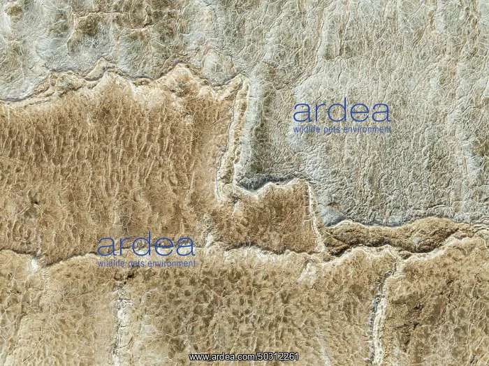 : Abstract patterns of saline deposits at the salt works of Walvis Bay : Abstract patterns of saline deposits at the salt works of Walvis Bay