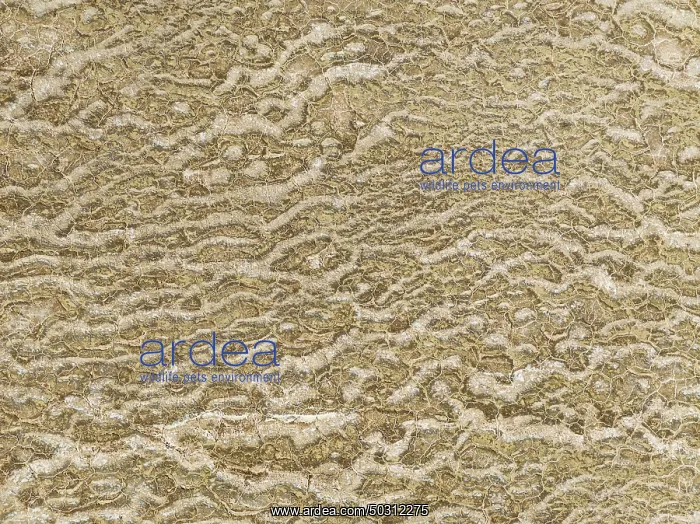  : Abstract patterns of saline deposits at the salt works of Walvis Bay