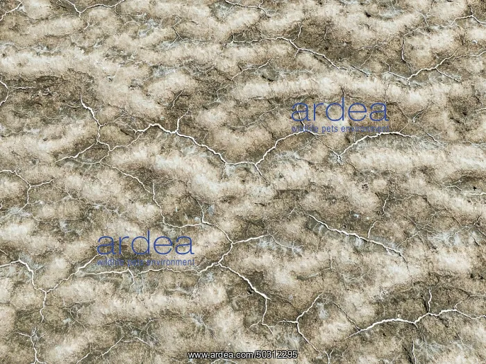  : Abstract patterns of saline deposits at the salt works of Walvis Bay