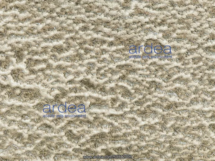  : Abstract patterns of saline deposits at the salt works of Walvis Bay