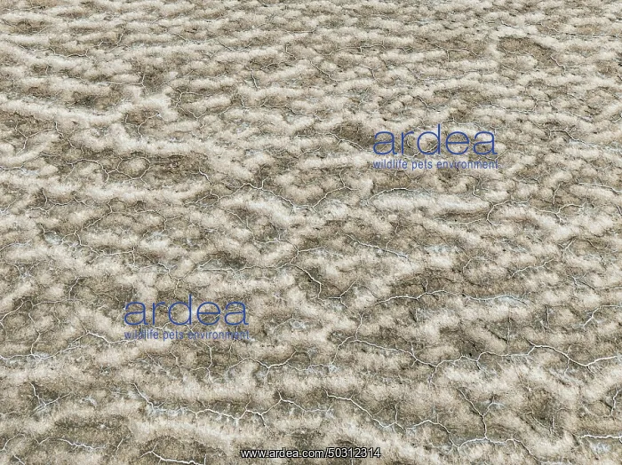 : Abstract patterns of saline deposits at the salt works of Walvis Bay : Abstract patterns of saline deposits at the salt works of Walvis Bay