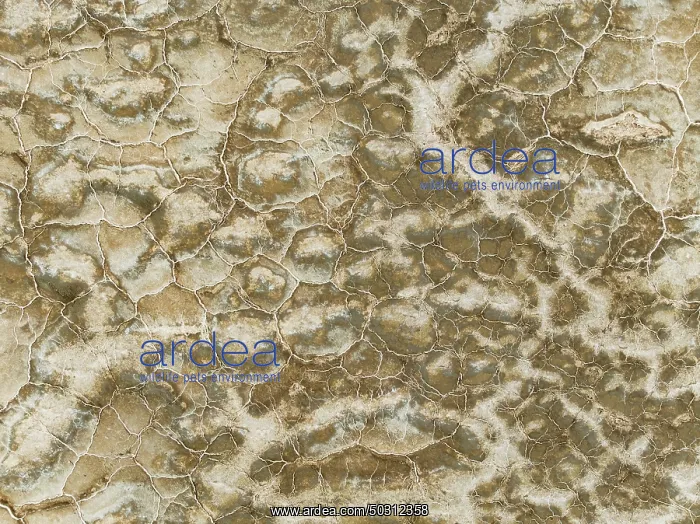 : Abstract patterns of saline deposits at the salt works of Walvis Bay : Abstract patterns of saline deposits at the salt works of Walvis Bay