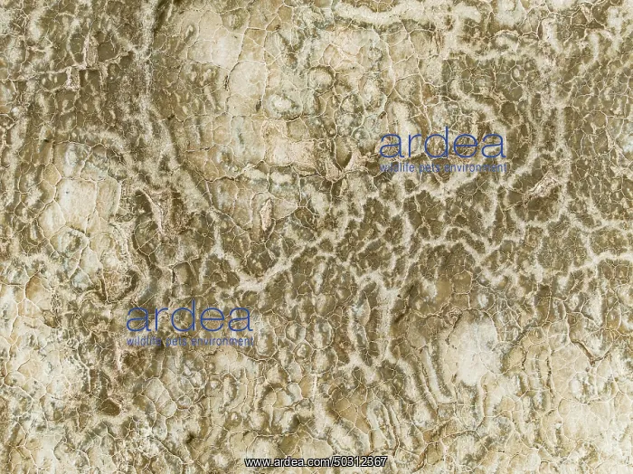 : Abstract patterns of saline deposits at the salt works of Walvis Bay : Abstract patterns of saline deposits at the salt works of Walvis Bay