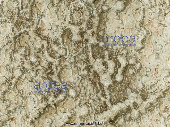 : Abstract patterns of saline deposits at the salt works of Walvis Bay : Abstract patterns of saline deposits at the salt works of Walvis Bay