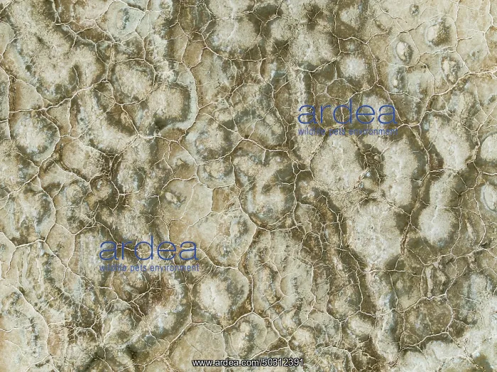 : Abstract patterns of saline deposits at the salt works of Walvis Bay : Abstract patterns of saline deposits at the salt works of Walvis Bay