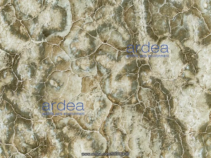  : Abstract patterns of saline deposits at the salt works of Walvis Bay