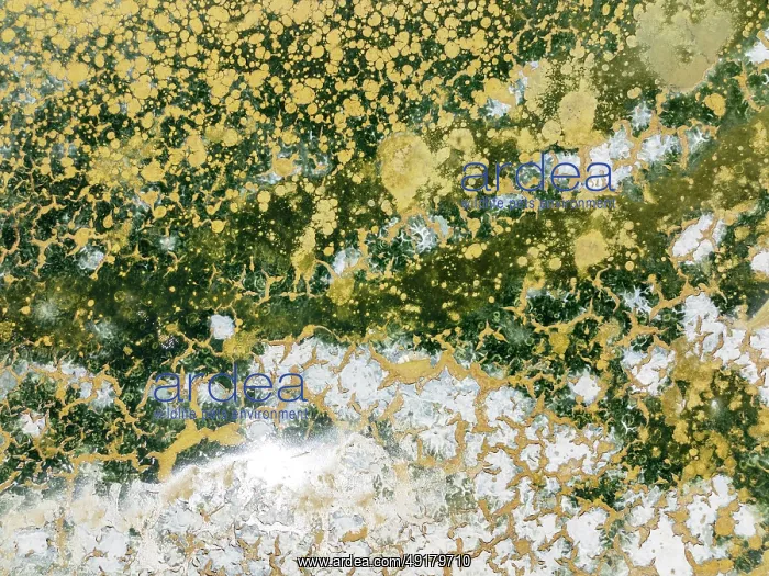 : Abstract patterns in the shallow water of a saline pond in the marshland of the Bahía de Cádiz Nature Reserve : Abstract patterns in the shallow water of a saline pond in the marshland of the Bahía de Cádiz Nature Reserve