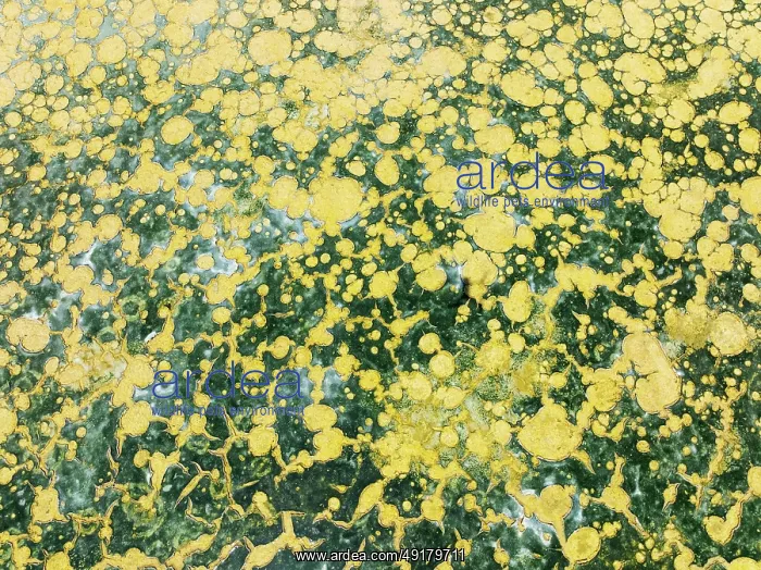 : Abstract patterns in the shallow water of a saline pond in the marshland of the Bahía de Cádiz Nature Reserve : Abstract patterns in the shallow water of a saline pond in the marshland of the Bahía de Cádiz Nature Reserve