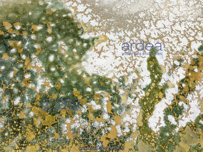 : Abstract patterns in the shallow water of a saline pond in the marshland of the Bahía de Cádiz Nature Reserve : Abstract patterns in the shallow water of a saline pond in the marshland of the Bahía de Cádiz Nature Reserve
