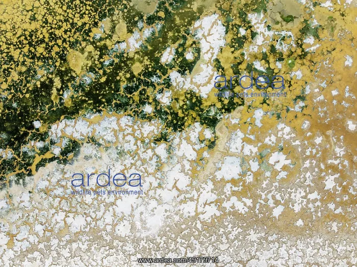 : Abstract patterns in the shallow water of a saline pond in the marshland of the Bahía de Cádiz Nature Reserve : Abstract patterns in the shallow water of a saline pond in the marshland of the Bahía de Cádiz Nature Reserve