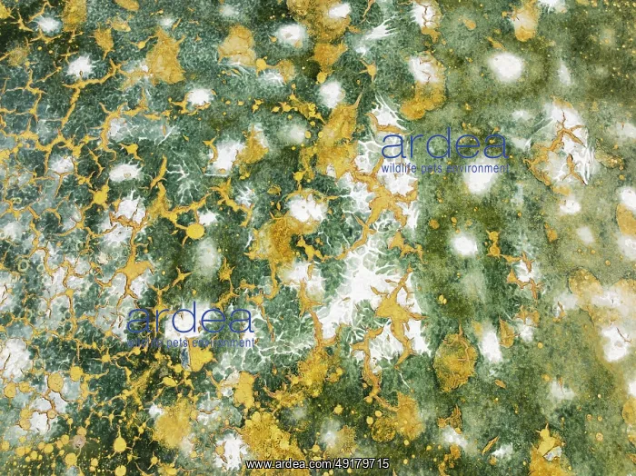 : Abstract patterns in the shallow water of a saline pond in the marshland of the Bahía de Cádiz Nature Reserve : Abstract patterns in the shallow water of a saline pond in the marshland of the Bahía de Cádiz Nature Reserve