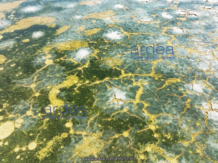 : Abstract patterns in the shallow water of a saline pond in the marshland of the Bahía de Cádiz Nature Reserve : Abstract patterns in the shallow water of a saline pond in the marshland of the Bahía de Cádiz Nature Reserve