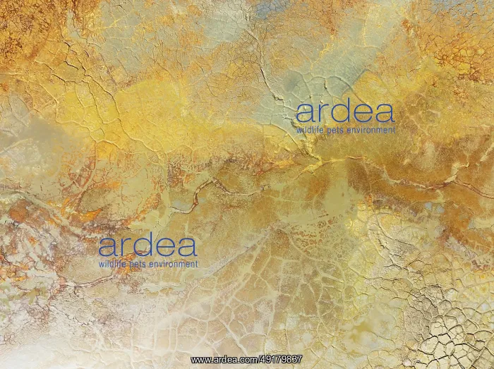 : Abstract patterns in a waste pond in the mineral-rich area of the Rio Tinto mines : Abstract patterns in a waste pond in the mineral-rich area of the Rio Tinto mines