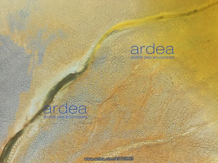 : Abstract patterns in a waste pond in the mineral-rich area of the Rio Tinto mines : Abstract patterns in a waste pond in the mineral-rich area of the Rio Tinto mines