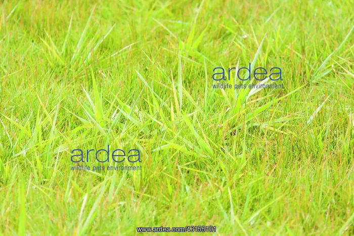 : Abstract portrait of Grasses : Abstract portrait of Grasses