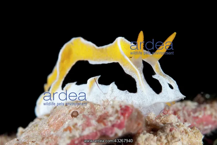 : Abstract Reticuludia Nudibranch : Abstract Reticuludia Nudibranch