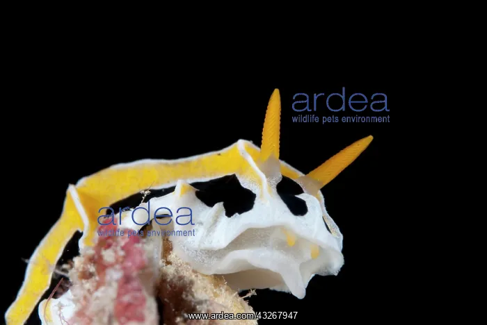 : Abstract Reticuludia Nudibranch : Abstract Reticuludia Nudibranch