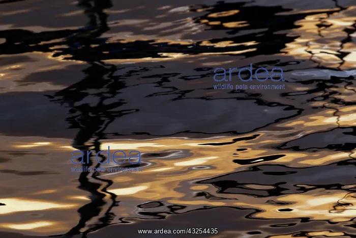 : Abstract sunrise reflection on water, Havana : Abstract sunrise reflection on water, Havana