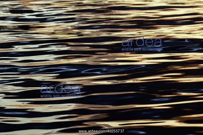: Abstract sunrise reflection on water, Havana : Abstract sunrise reflection on water, Havana