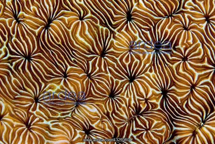 : Abstract view of hard coral, Raja Ampat : Abstract view of hard coral, Raja Ampat