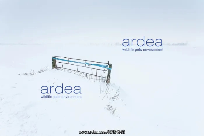 : Abstract Winterlandscape with fence : Abstract Winterlandscape with fence