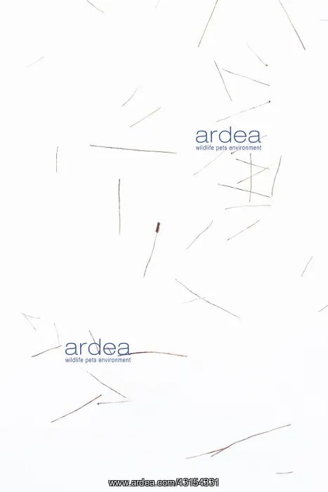 : Abstract Winterlandscape with grasses : Abstract Winterlandscape with grasses