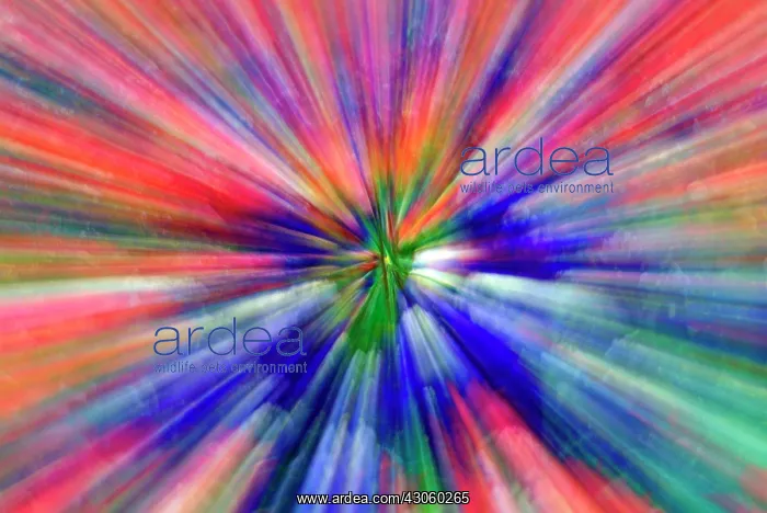 : Abstract. Zoom abstract of pansy flowers : Abstract. Zoom abstract of pansy flowers