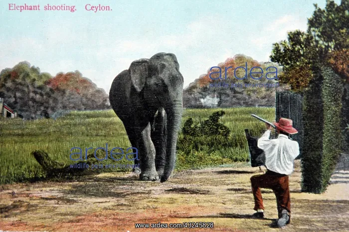 : Absurd mock-up of elephant hunting in Ceylon / Sri : Absurd mock-up of elephant hunting in Ceylon / Sri