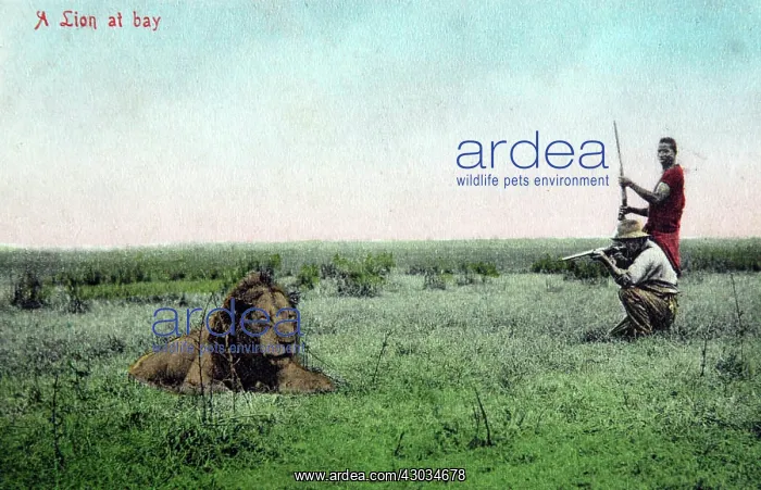  : Absurd mock-up of lion hunting in South Africa
