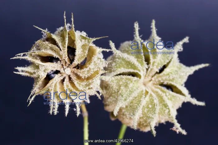 : Abutilon, Abutilon suntese : Abutilon, Abutilon suntese