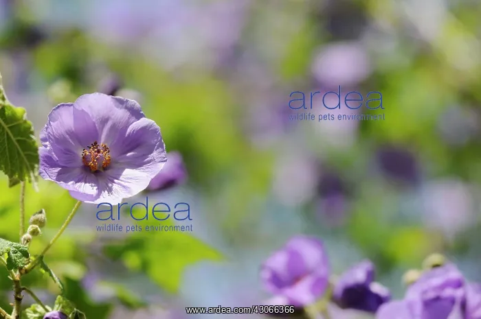 : Abutilon, Abutilon Vitifolium : Abutilon, Abutilon Vitifolium