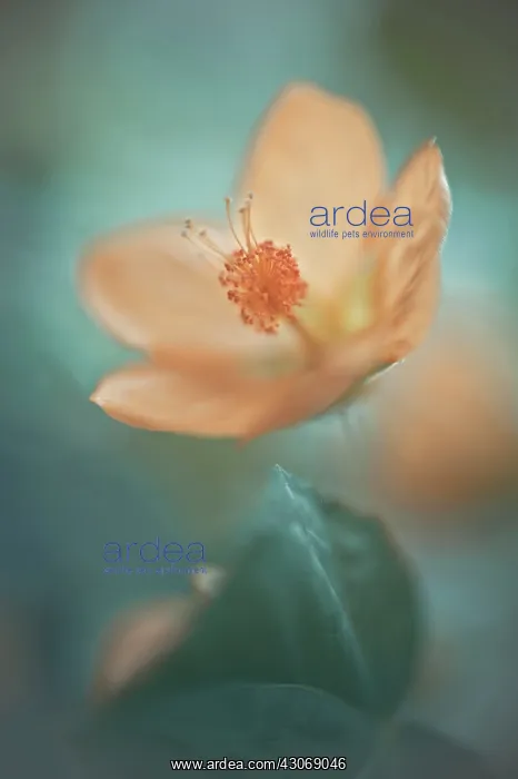  : Abutilon x hybridum, Single flower with selective focus