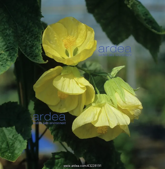 : Abutilon Canary Bird flowers : Abutilon Canary Bird flowers