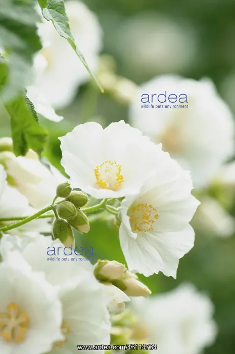 : Abutilon - White abutilon, Abutilon vitifolium var : Abutilon - White abutilon, Abutilon vitifolium var