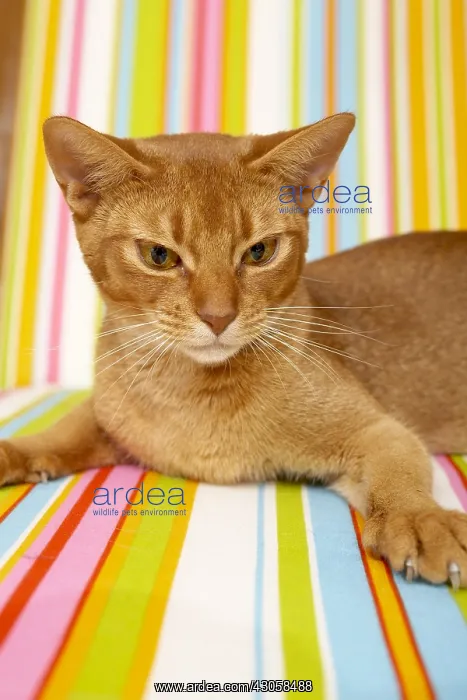 : Abyssin cat annoyed by the presence of the photographer : Abyssin cat annoyed by the presence of the photographer