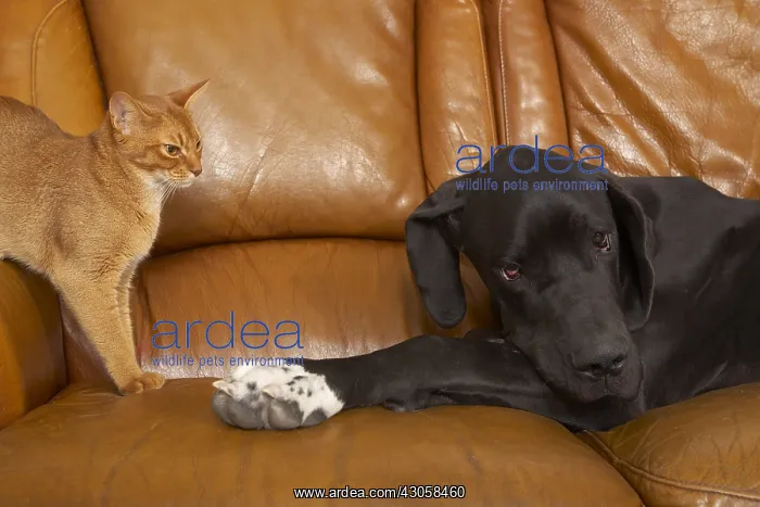 : Abyssin cat and German Dogue resting on a sofa : Abyssin cat and German Dogue resting on a sofa