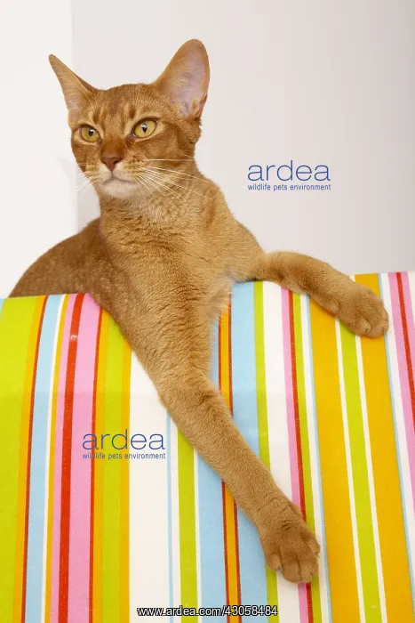 : Abyssin cat lying on a multicoloured armchair : Abyssin cat lying on a multicoloured armchair