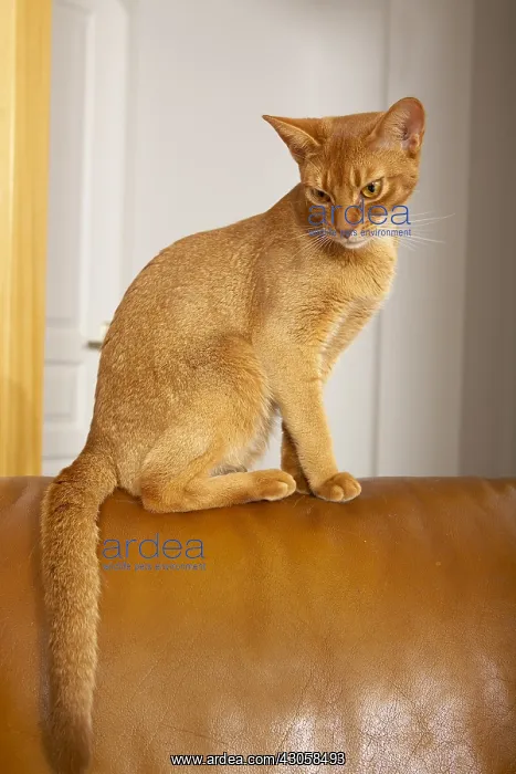 : Abyssin cat sat on a leather sofa : Abyssin cat sat on a leather sofa