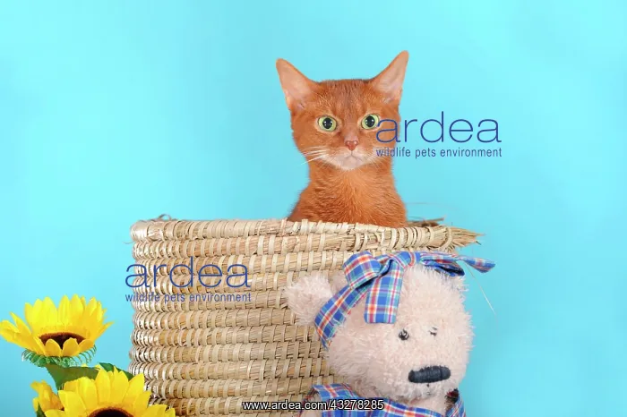 : Abyssinian cat in a basket with a teddy bear beside : Abyssinian cat in a basket with a teddy bear beside