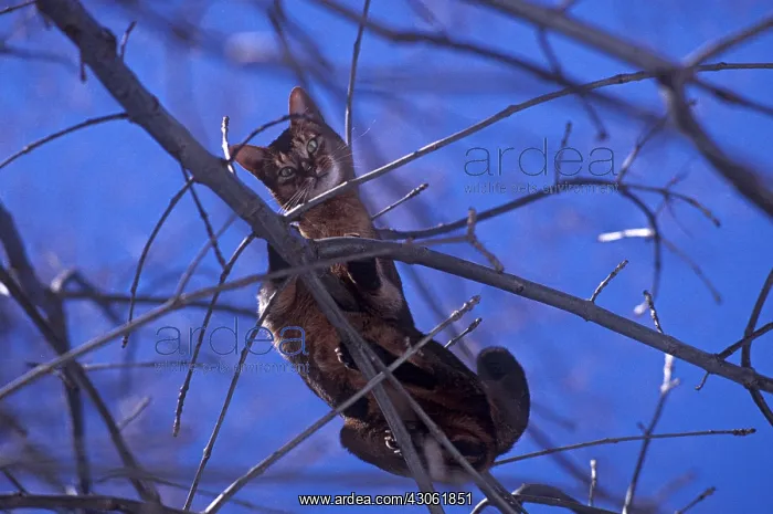 : Abyssinian Cat on thin branches in winter France