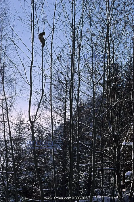 : Abyssinian Cat on thin branches in winter France : Abyssinian Cat on thin branches in winter France